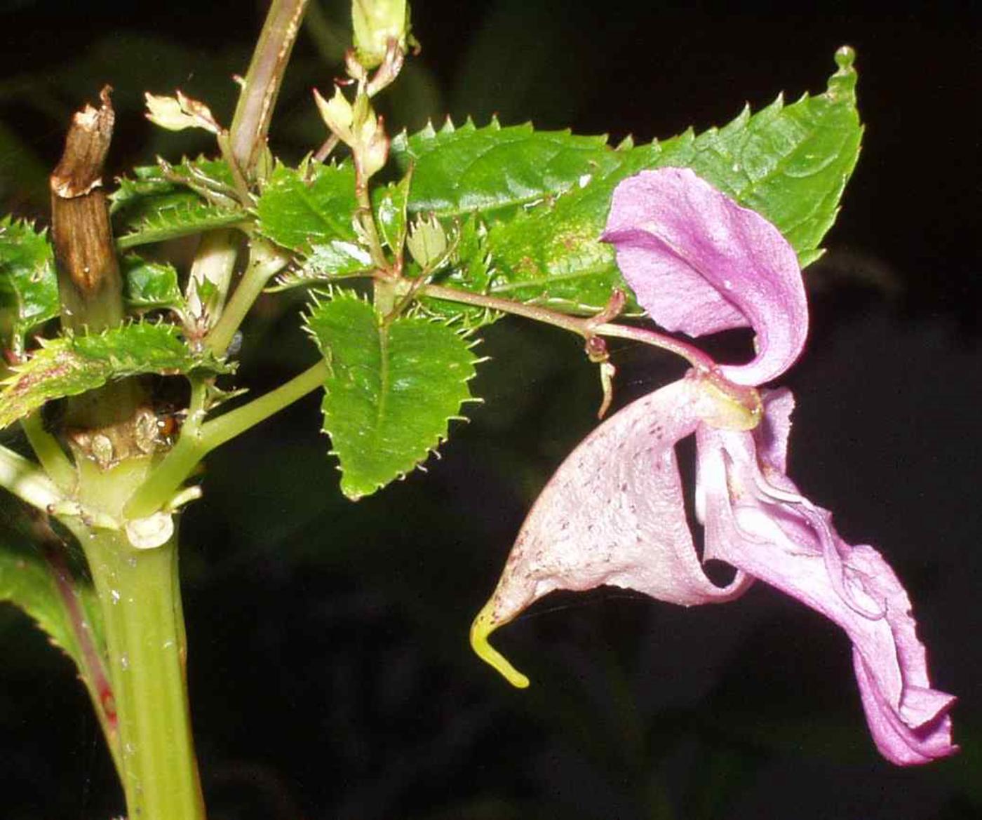 Balsam, Himalayan flower